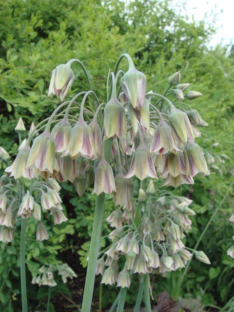 Nectaroscordum siculum fleur